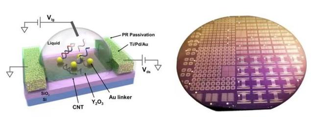 生物基材料技術研發(fā)新突破 張志勇教授團隊受邀在國際電子器件大會作會議報告